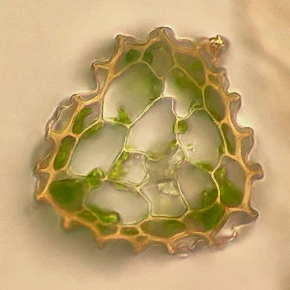 Isopterygiopsis muelleriana